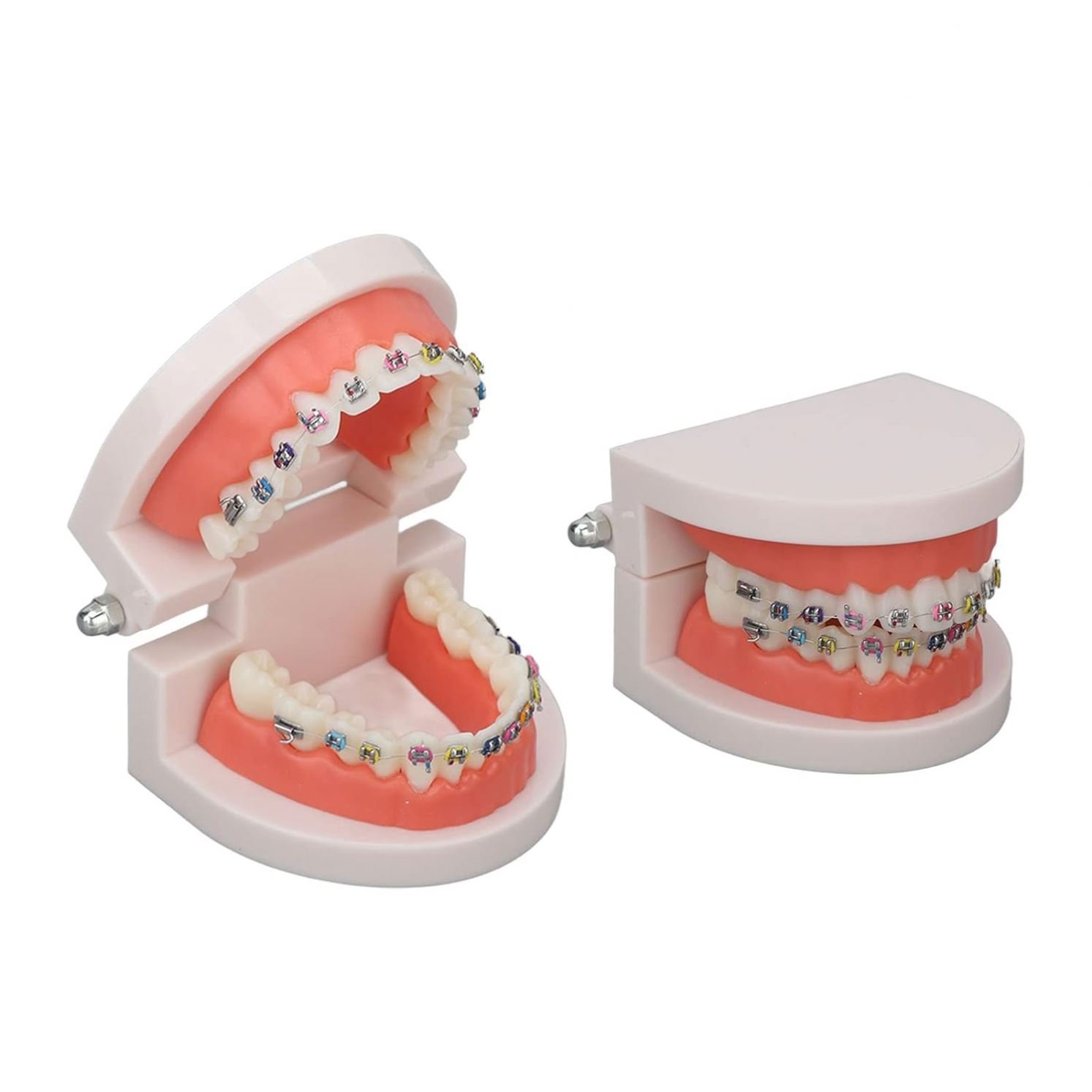 Dental Orthodontic Treatment Model With Ortho Metal Ceramic Bracket / 28pcs Orthodontic dental teeth model