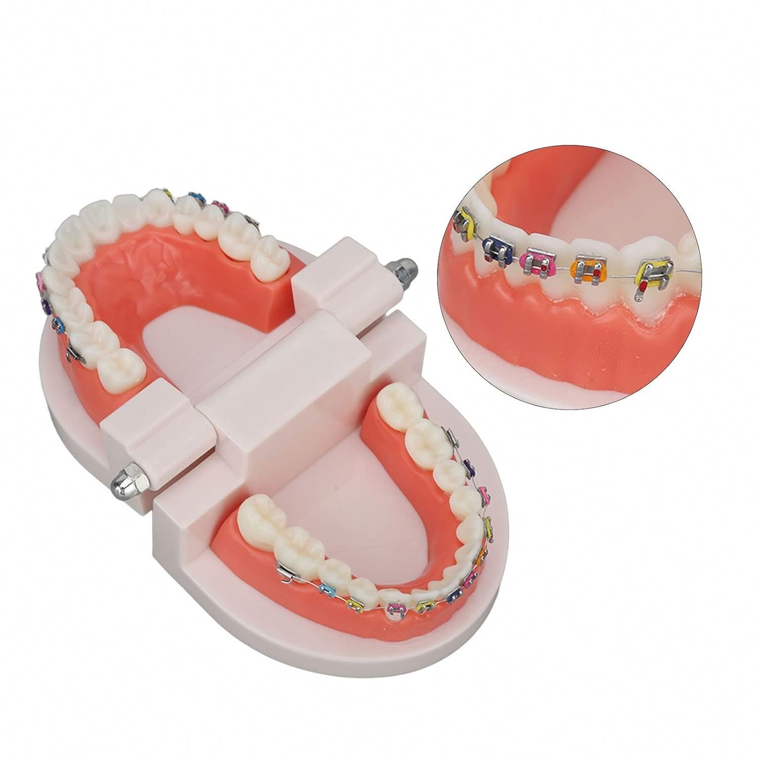 Dental Orthodontic Treatment Model With Ortho Metal Ceramic Bracket / 28pcs Orthodontic dental teeth model