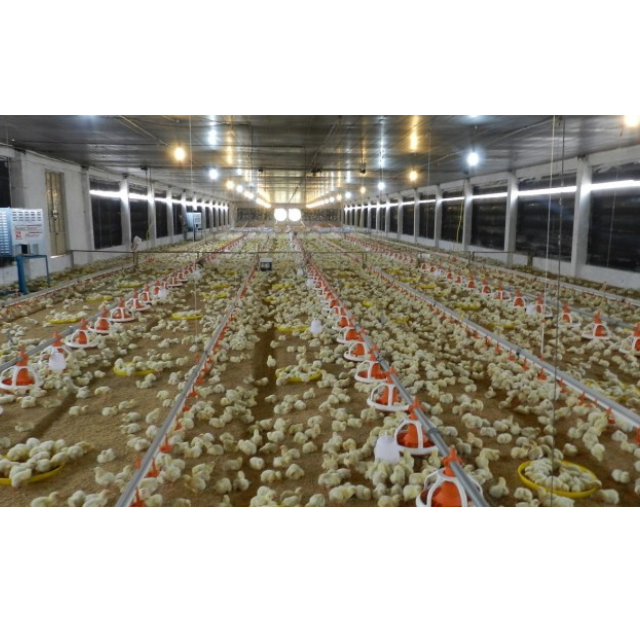 Animal & Poultry Husbandry Equipment Automatic Chicken Feeding And Drinking Line From Vietnam Manufacturer