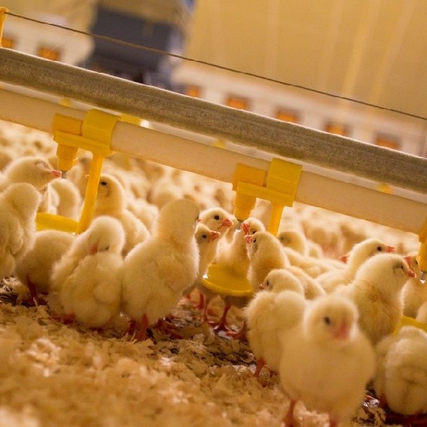 Animal & Poultry Husbandry Equipment Automatic Chicken Feeding And Drinking Line From Vietnam Manufacturer
