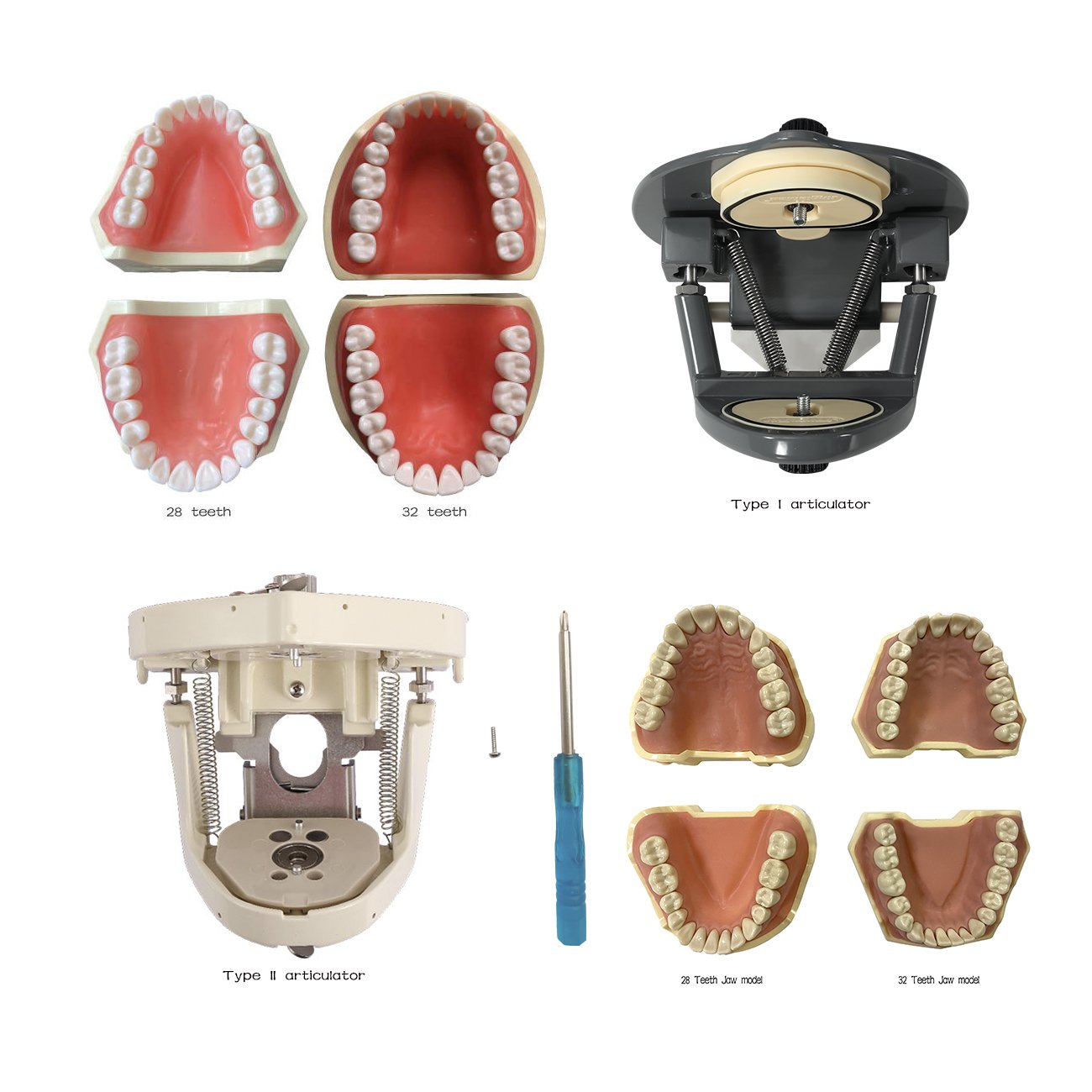 Hot Dental teeth model sales Medical Equipment Dental Phantom head model Dental School Training Simulator kits accessories