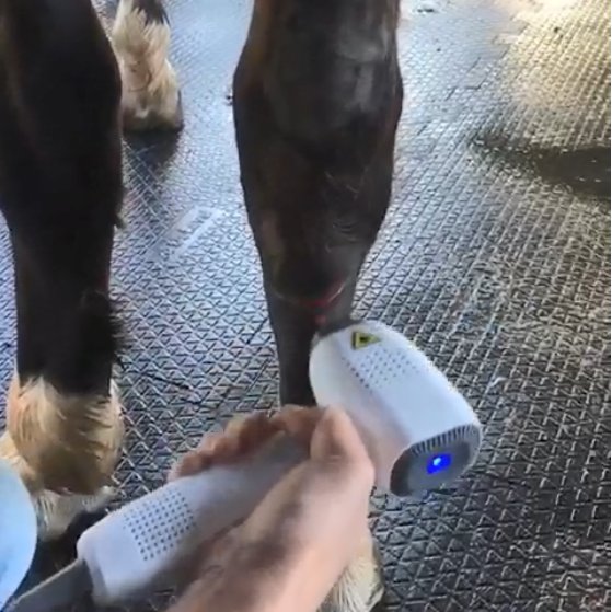 Newest Class Iv Laser Therapy Diode 980nm Veterinary Low Level Treat Animals and Pets without Side Effects
