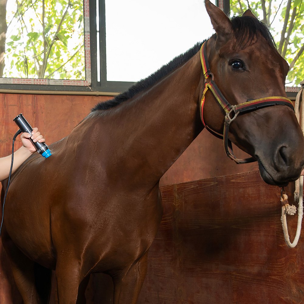 Veterinary Use Physical Therapy Shockwave Focused Electromagnetic Machine for Horse Pain Relief