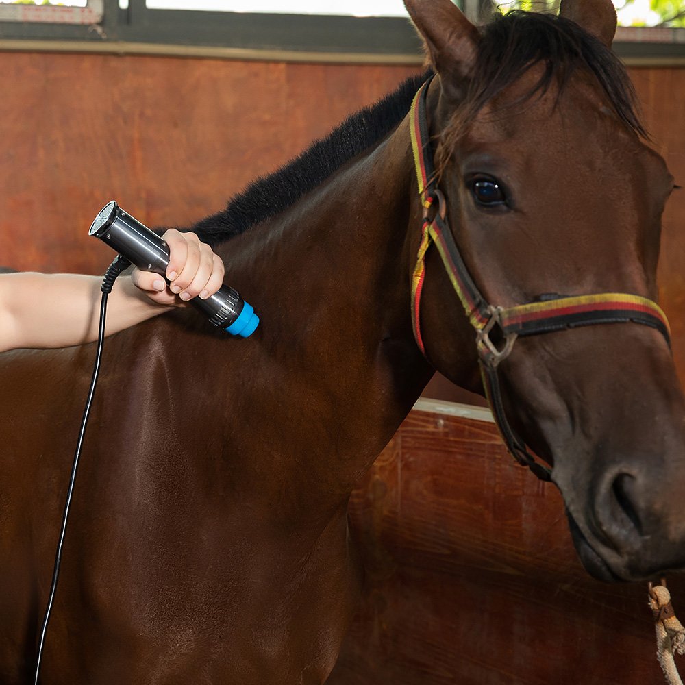 Veterinary Use Physical Therapy Shockwave Focused Electromagnetic Machine for Horse Pain Relief