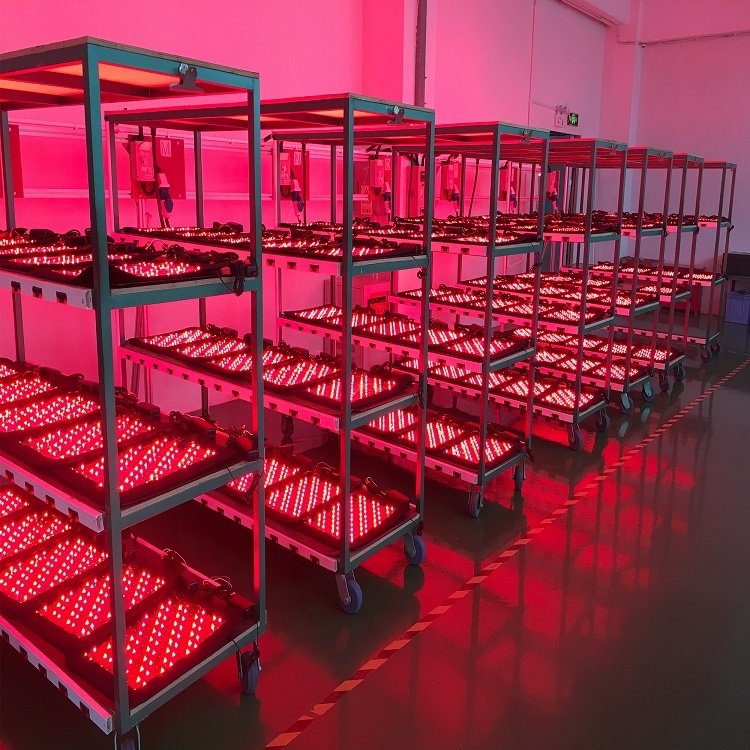Labrador Dog Red Light Therapy Equine veterinary veterinary Equipments