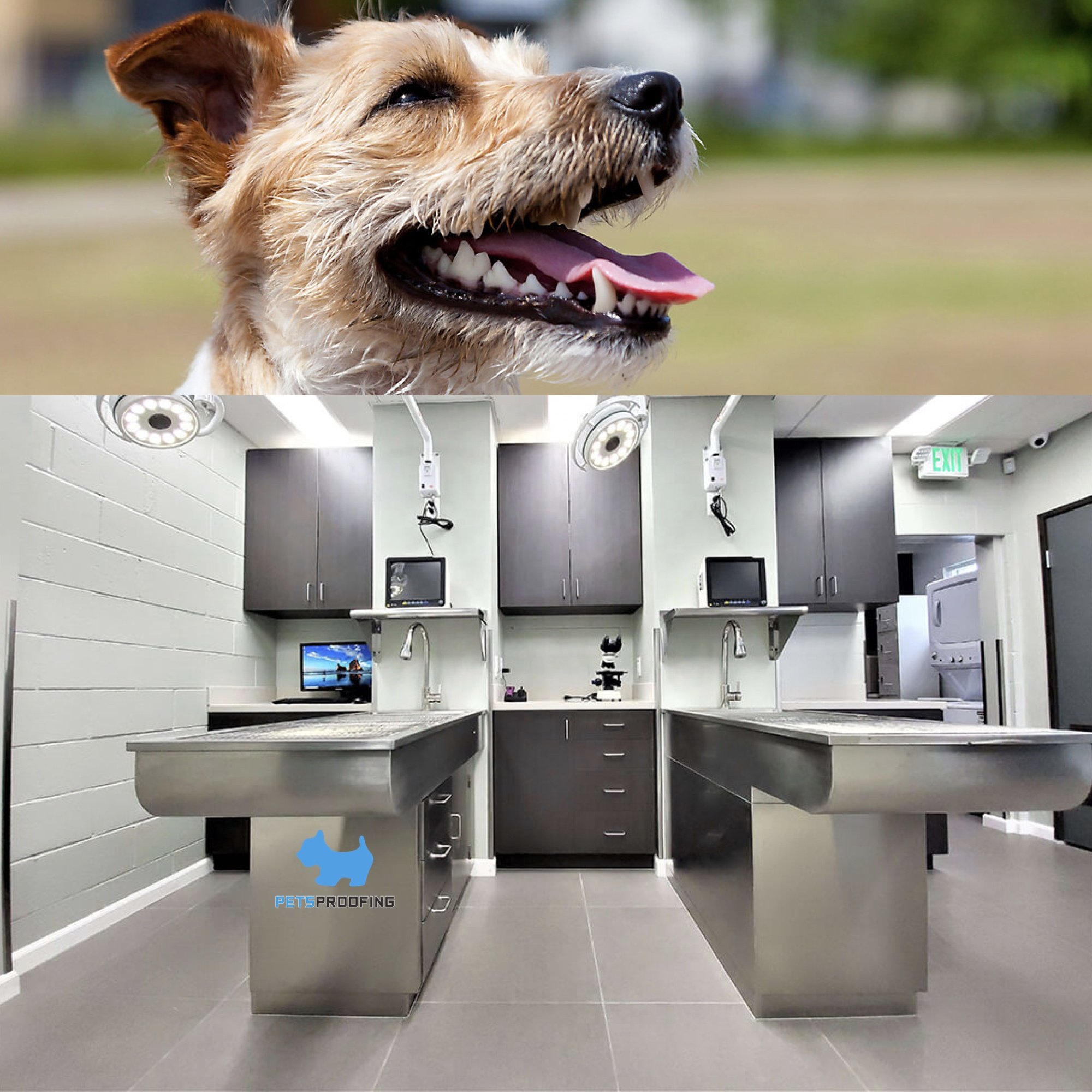 Veterinary equipment Stainless steel 304 new type pet examination treatment table veterinary surgical operation table