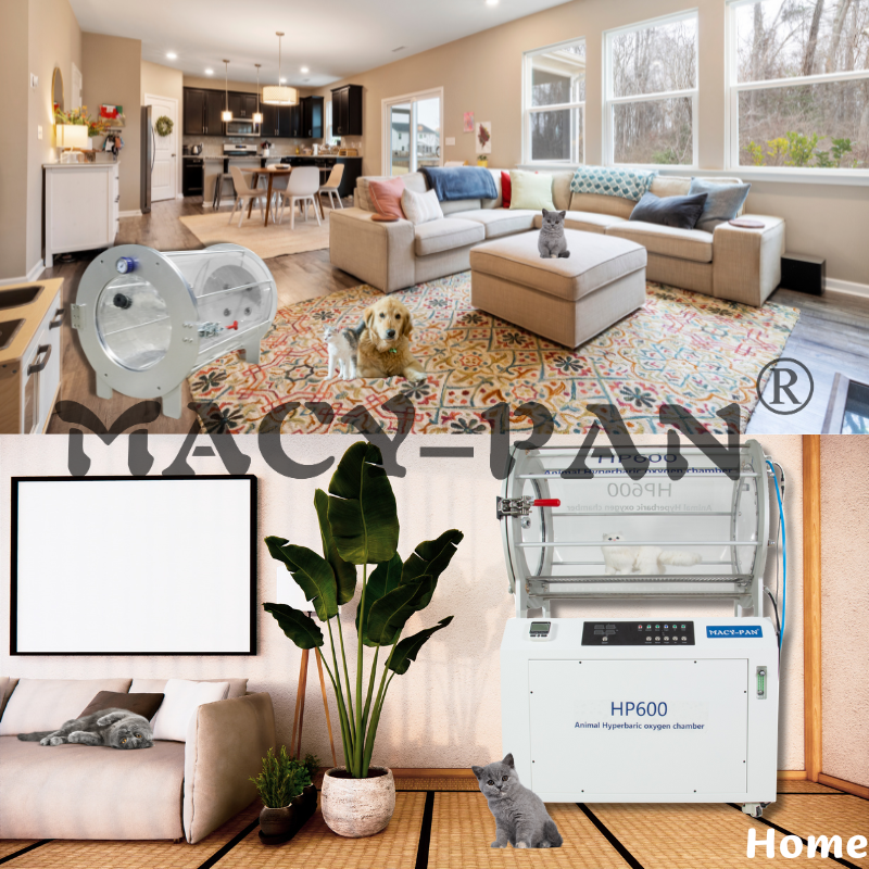 macy-pan pet hyperbaric chamber oxygen chamber for pet for veterinary clinic glass hyperbaric oxygen chamber for animal