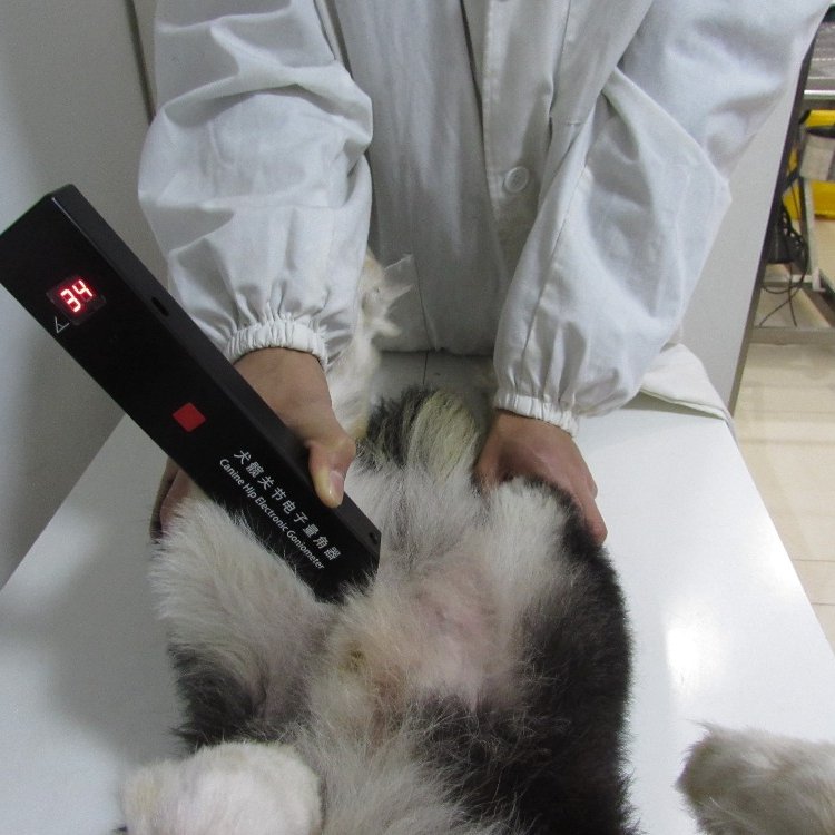 Canine Hip Electronic Goniometer for CHD (canine hip dysplasia) checking tools veterinary orthopedic instrument