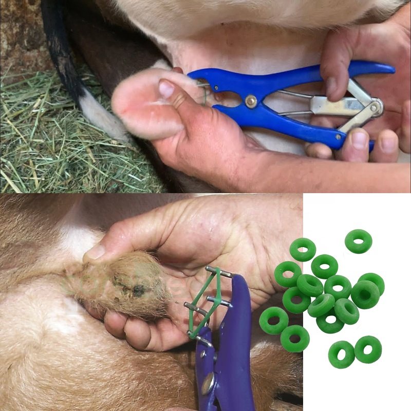 OTPS stainless steel ABS emasculator instruments tool elastrator rubber ring veterinary castration bander cow for pig