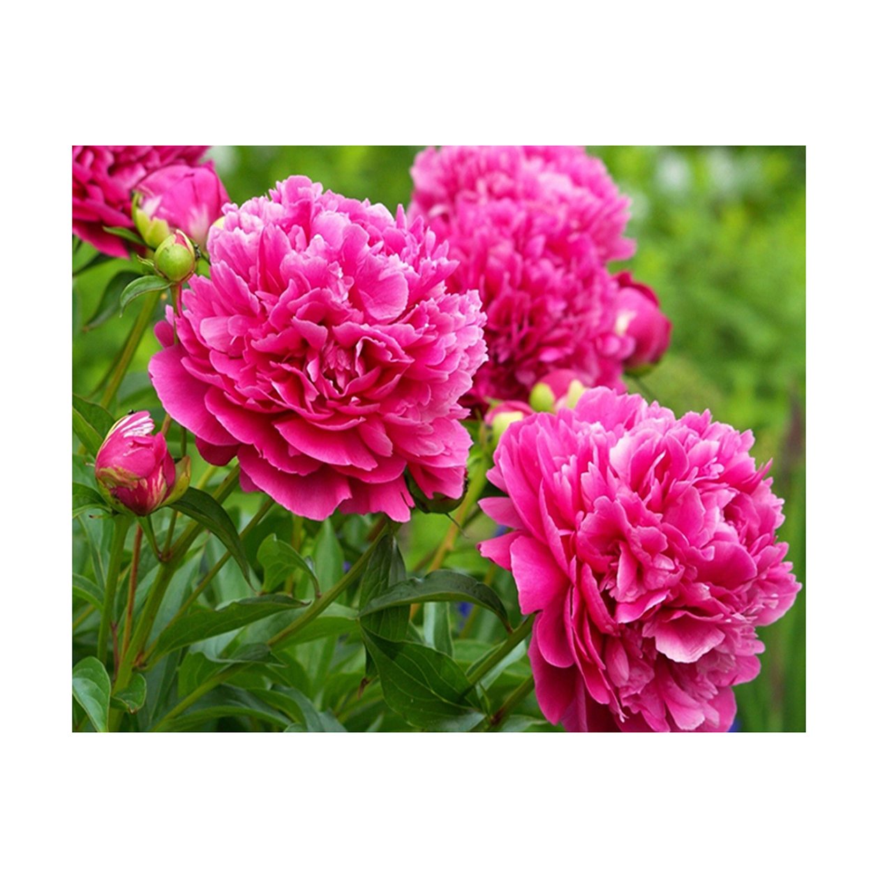 paint boy WB2301 Factory Supplying square diamond modern flower painting diamond painting peony 5D DIY diamond painting