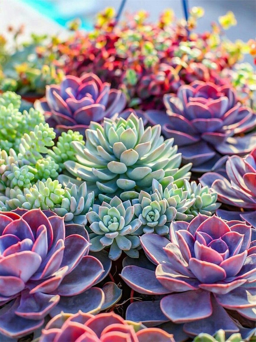 5D Diamond Painting Kits for Adults Succulents Diy Diamond Painting Landscape 5D Diy Diamond Painting Kits Flower