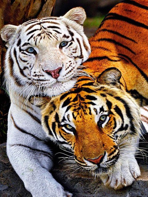 New Product OEM/ODM 5d Diamond Painting animal Series Diy Mosaic Diamond Embroidery Full Drill Living Room Wall Art Decor