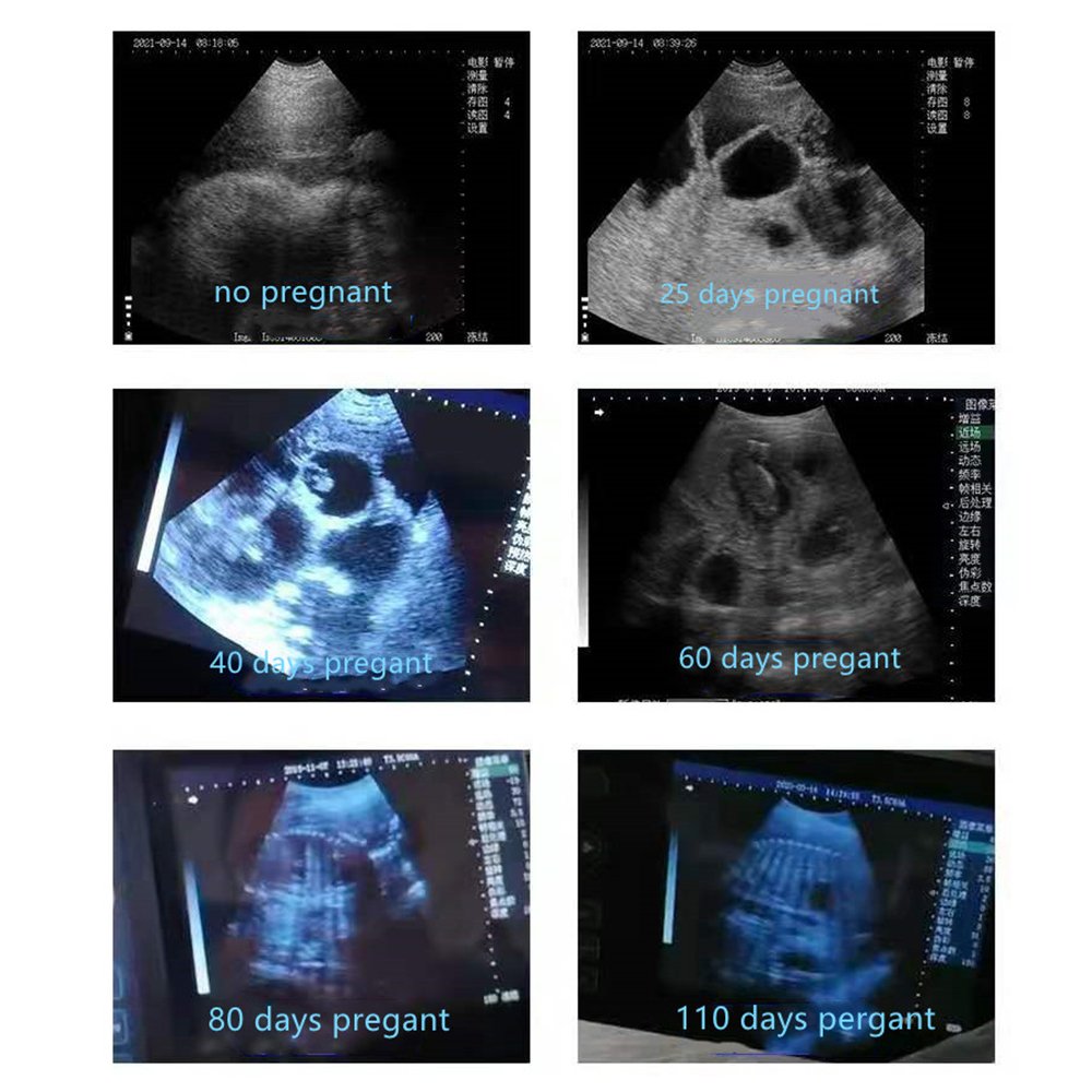 Portable Veterinary B Ultrasound Sow Pregnancy Tester Veterinary Ultrasound Scanner Pig Testing Equipment Ultrasound Device