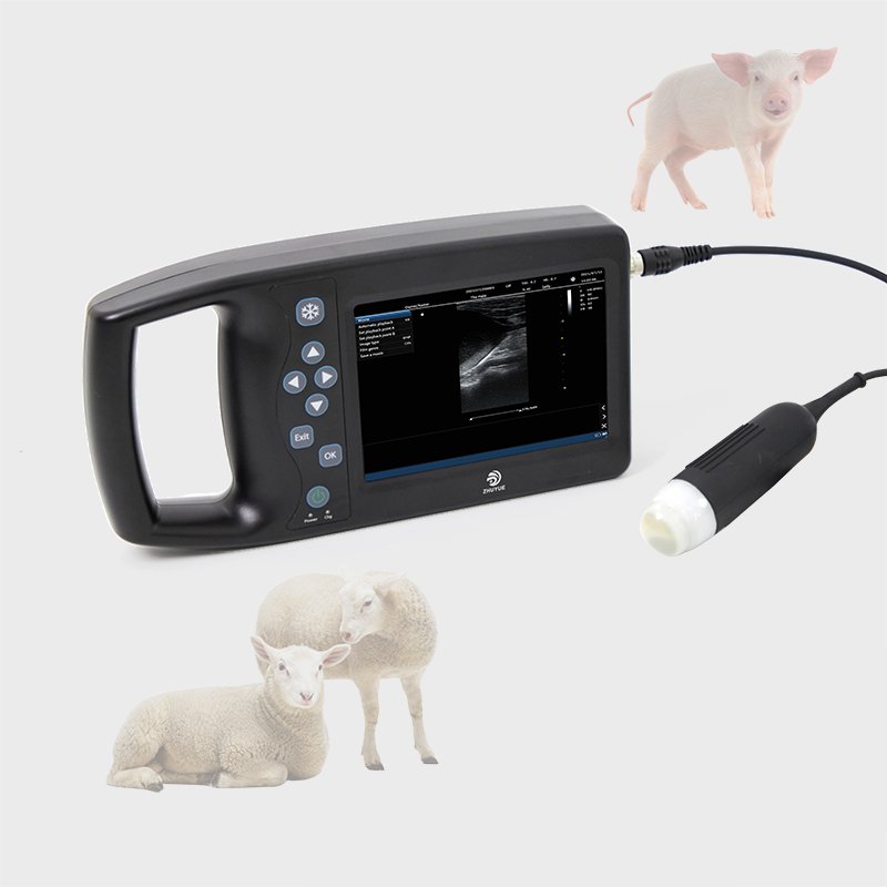 Animal Diagnostic Machine ZY-M6 Vet Ultrasound Price for Sale