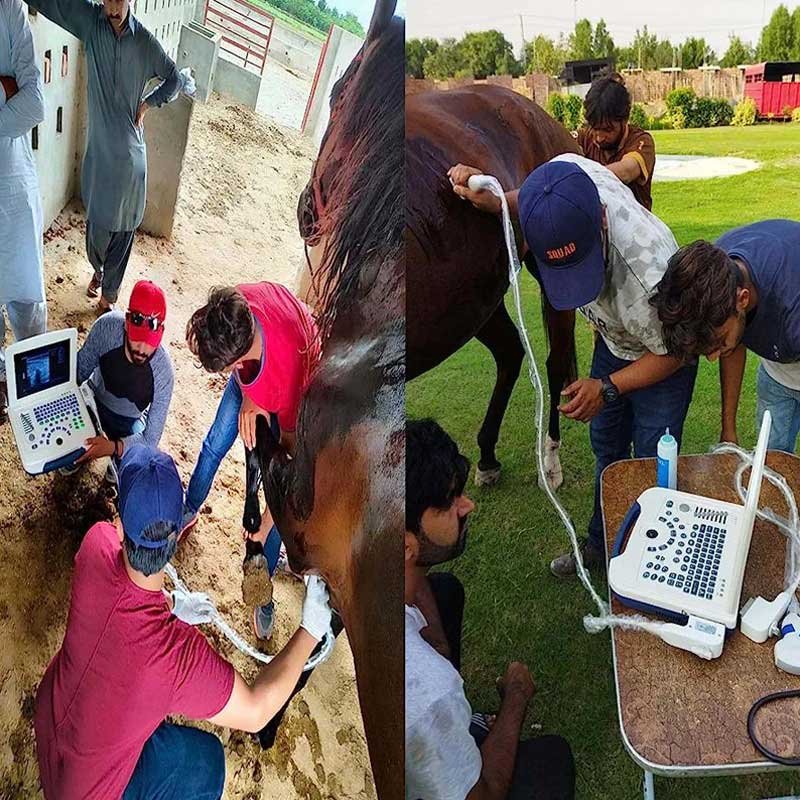 Dawei Dog Puppy Ultrasound Veterinary Ultrasound Machine Medical Ultrasound Instruments