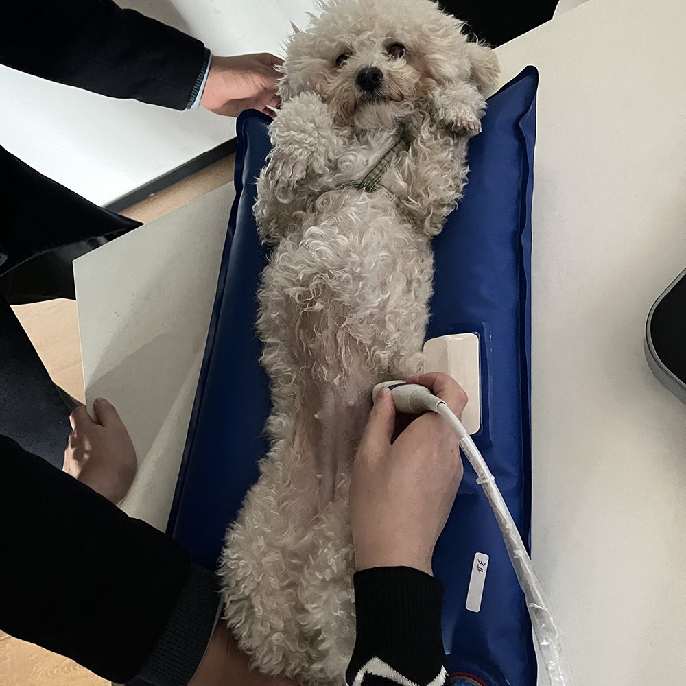 Small Animal Hospital Surgical Room Operating Table Fixed pad Veterinary equipment Vacuum Immobilization Mattress
