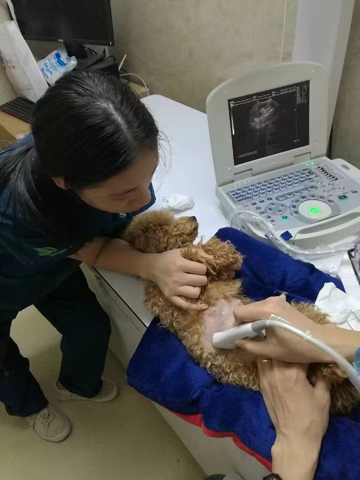 Medical Ultrasound ecografia portatil Ultrasound Portable Instruments