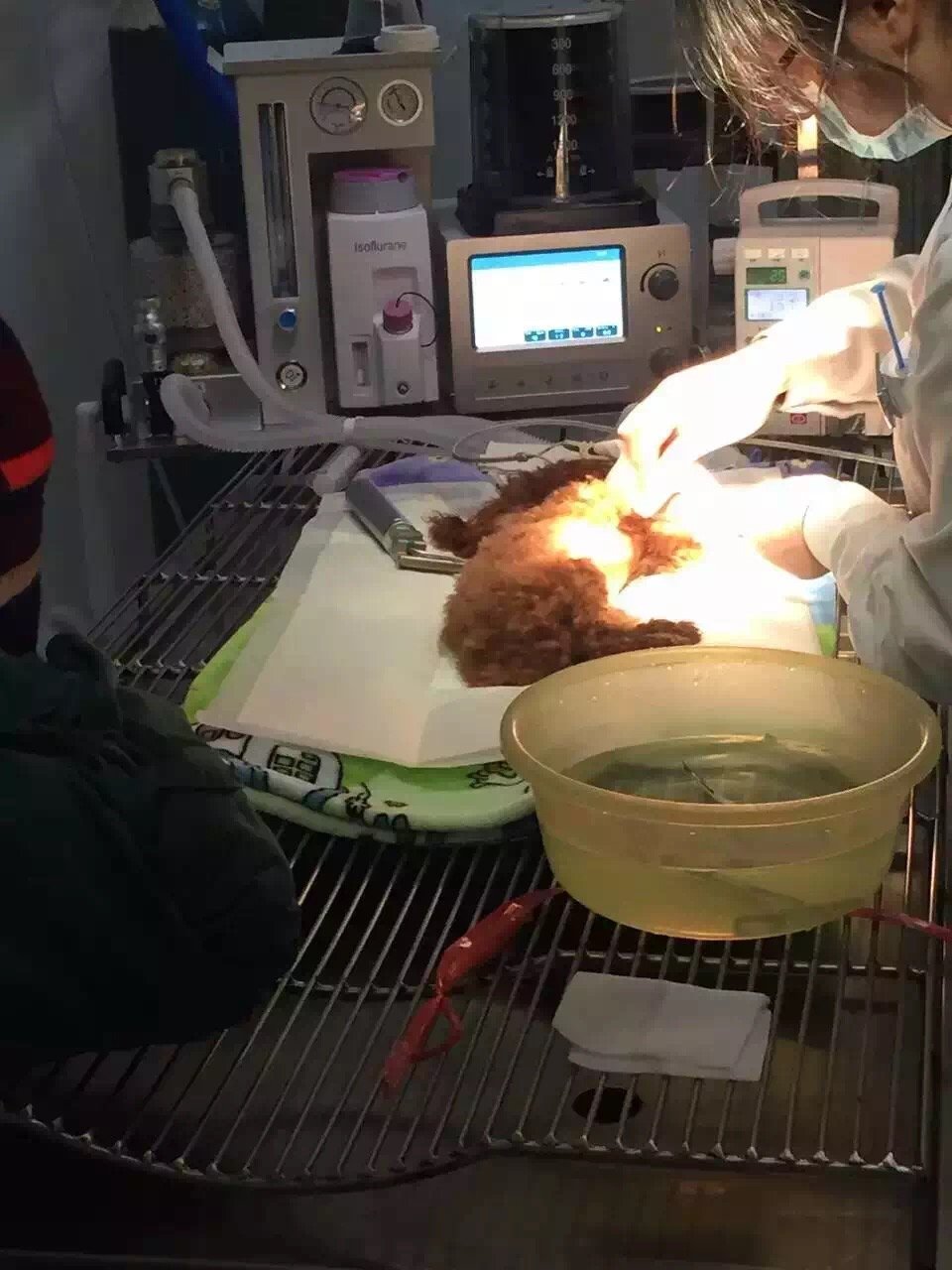 First Doctor Medical Equipment Veterinary Ultrasound animal clinic use Anesthesia Machine DM6B