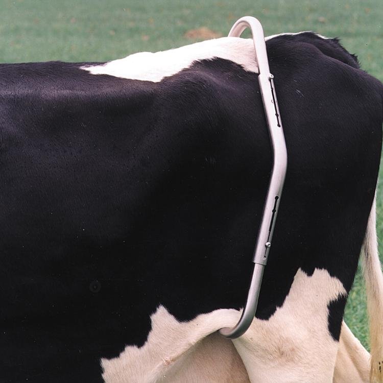 Anti kick Bar Kick Stop Cow Immobilizes Milk Cow Kicker Kick Stopper Alibaba Veterinary Instruments Pakistan MAHERSI