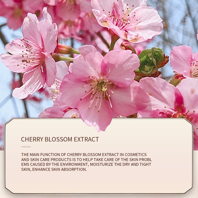 260Ml Hanfen Wholesale Skin Care Products Cherry Blossom Moisturizing Nourishing Body Lotion cream
