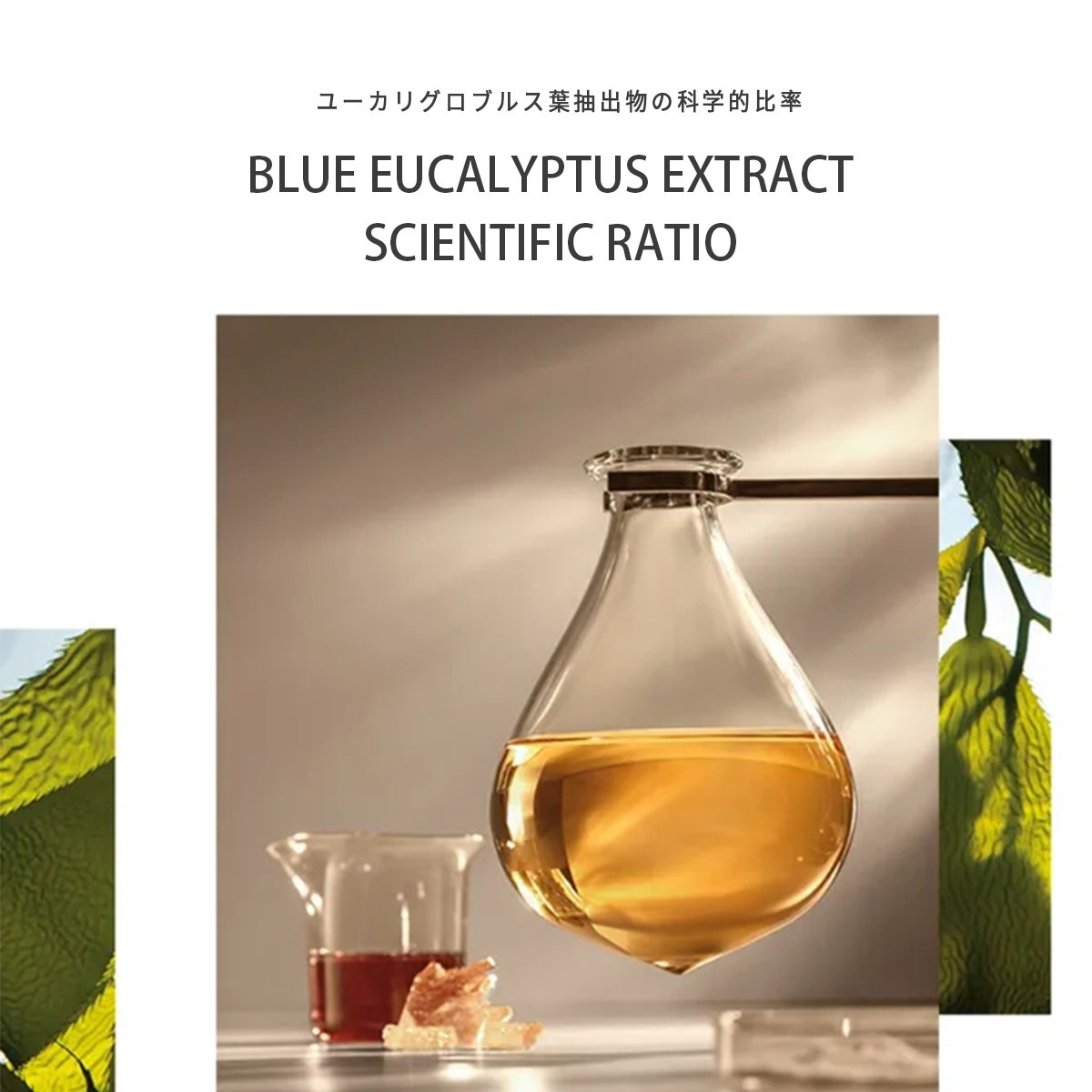 OEM France Blue Eucalyptus Leaf Squalane Moisturizer repair and Nourishing Hyaluronic acid face cream for glowing skin