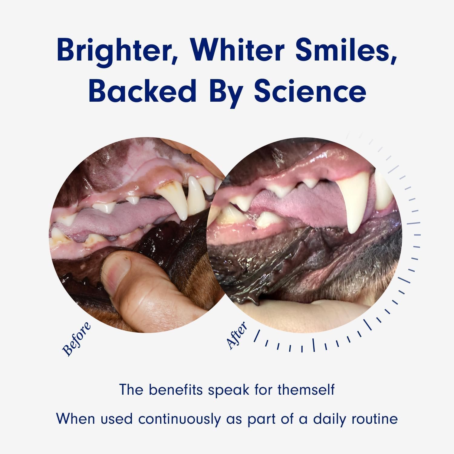 Custom Clean Teeth And Fresh Breath Pet Toothpaste For Medium-Sized Dogs toothpaste 60G