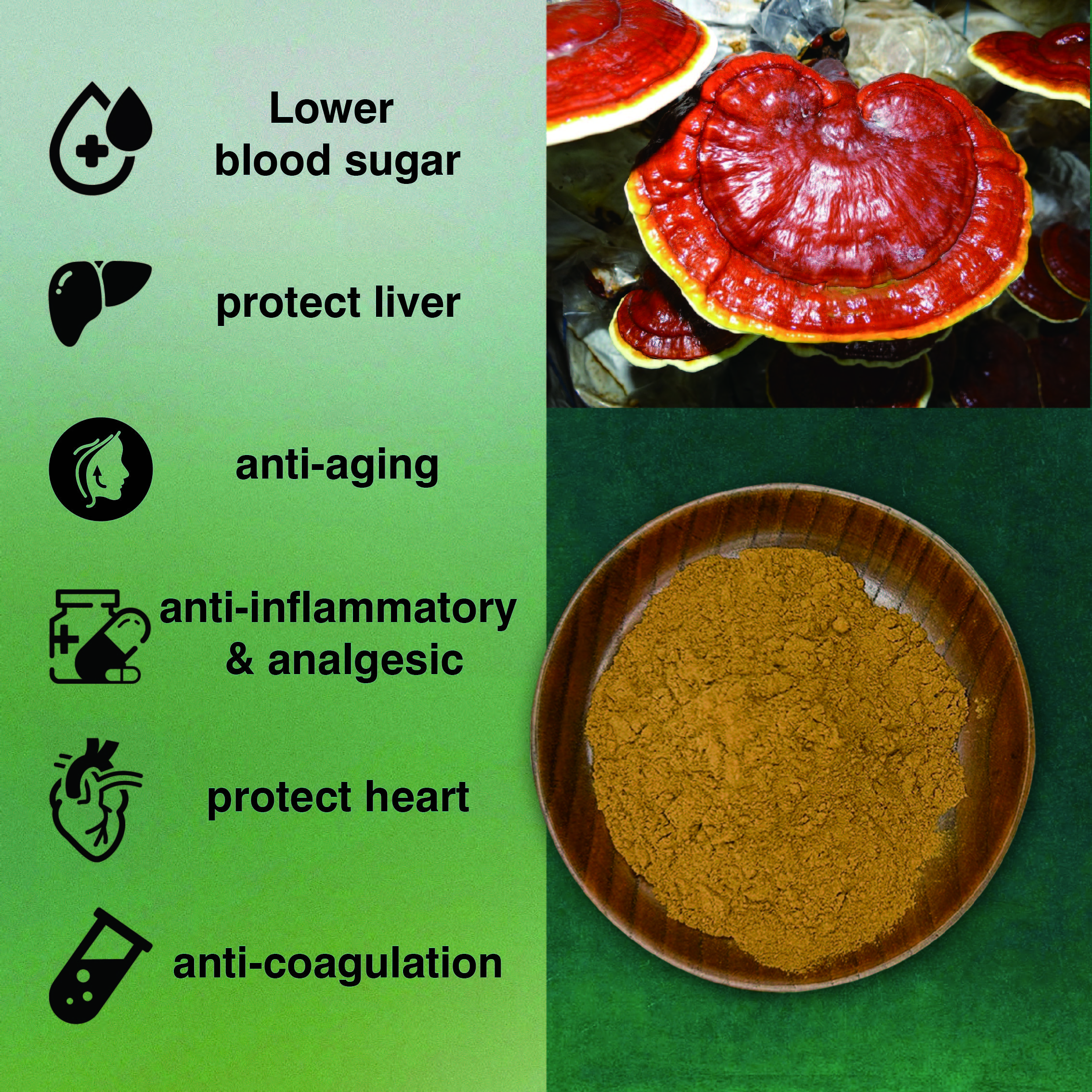 Wholesale Chinese Herb 100% Plant Reishi Mushroom Ganoderma Lucidum Extract for Healthcare Supplement