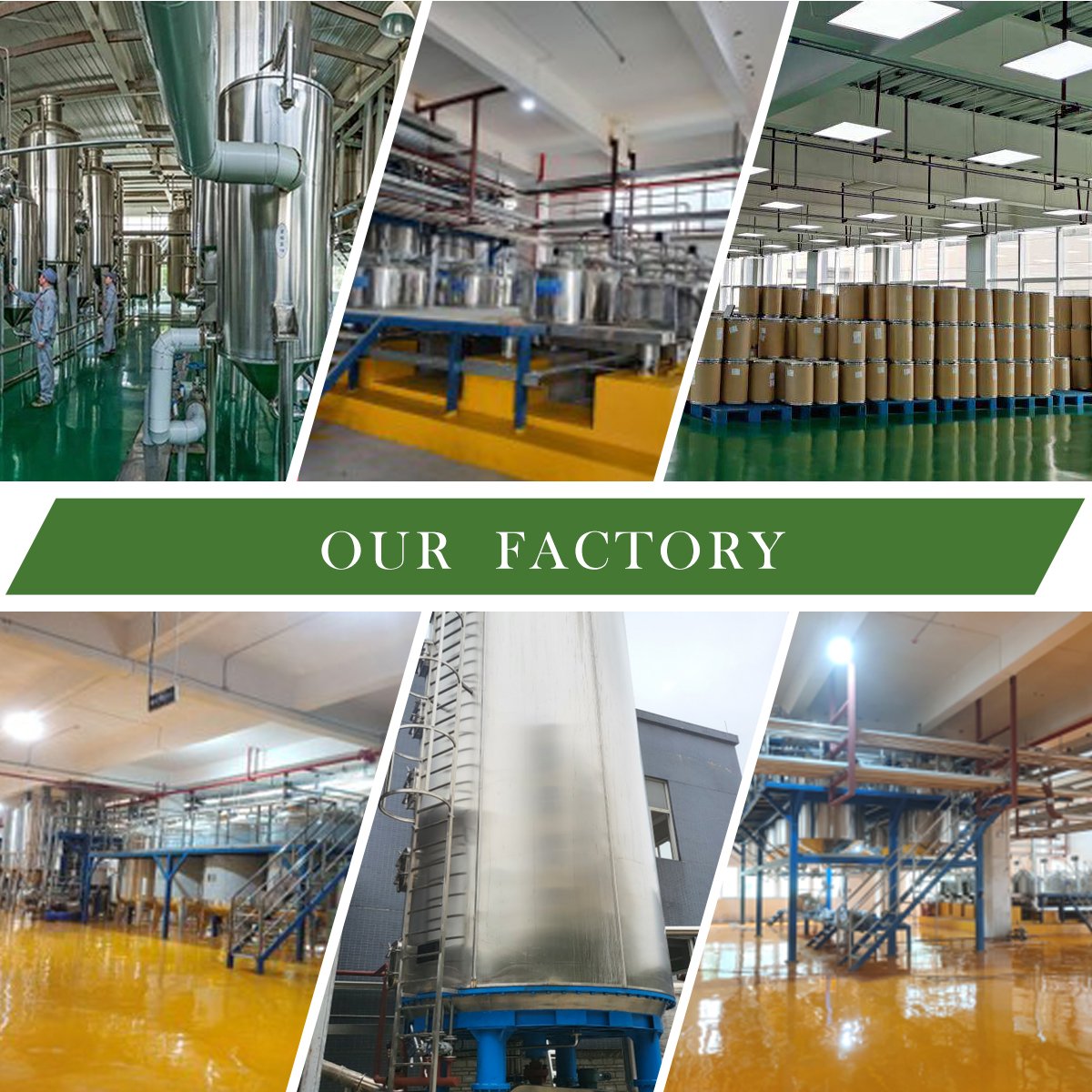 Wholesale Chinese Herb 100% Plant Reishi Mushroom Ganoderma Lucidum Extract for Healthcare Supplement