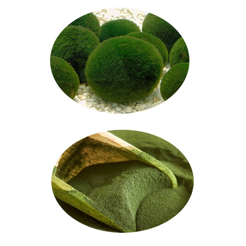 250/500mg OEM Available Factory Vegan Protein Vitamin Green Superfood Chlorella Tablet