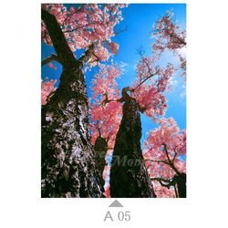 A05