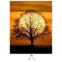 A14