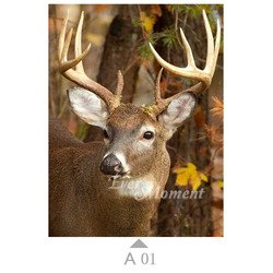 A01