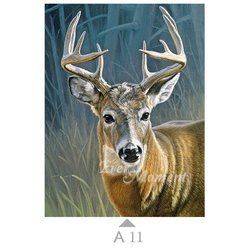 A11