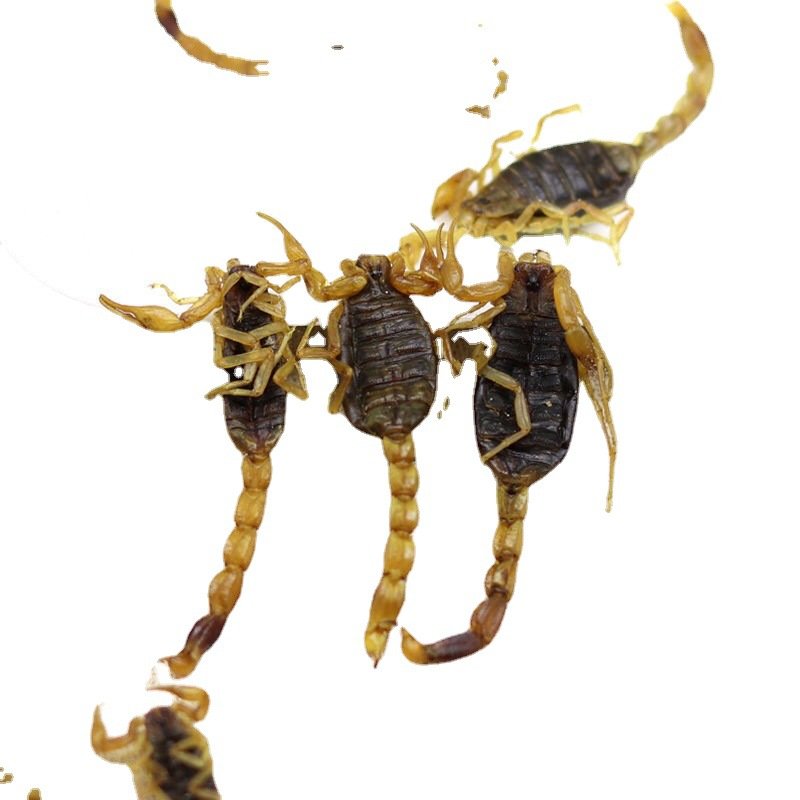 MOQ 1kg Bulk Natural Chinese Traditional Black Quan Xie Dried Scorpion For Herb Spice