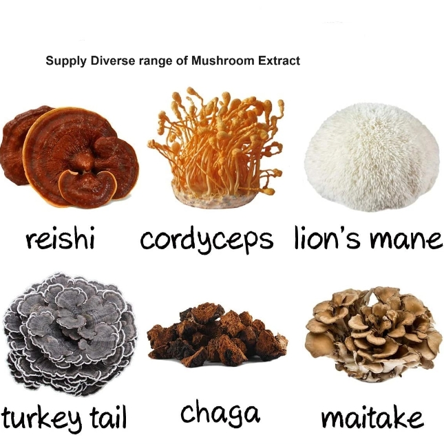 Reishi Extract Ganoderma Lucidum Extract Reishi Mushroom Powder