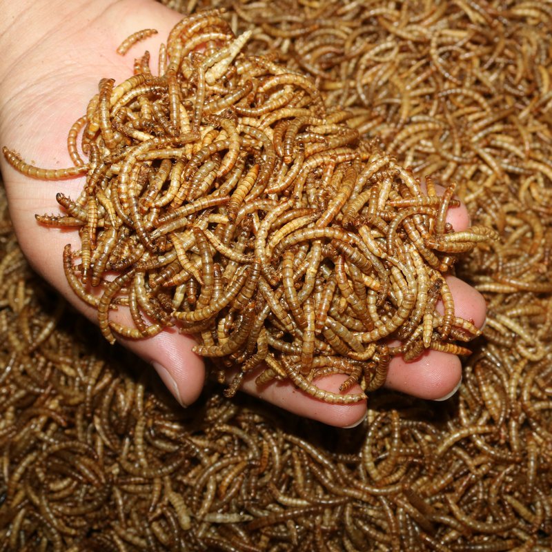 100% Natura High Protein Animal Feed Fish Food Dried Mealworm Bird Food