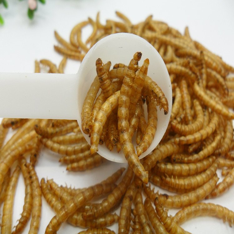 100% Natura High Protein Animal Feed Fish Food Dried Mealworm Bird Food