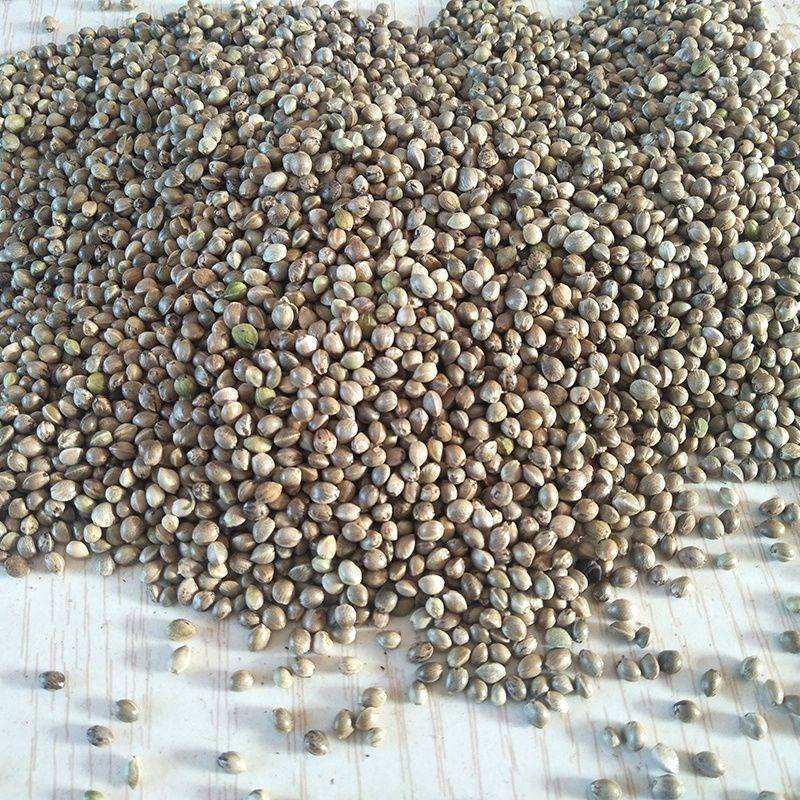 Animal Feed Grain Chinese Hemp Seeds For Bird Feed