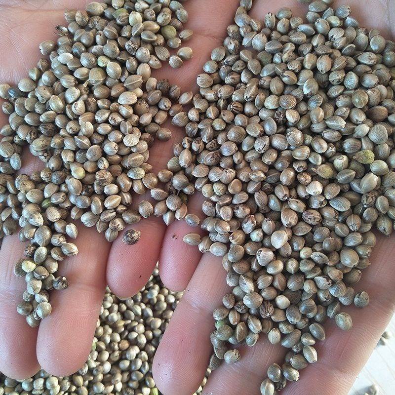 Animal Feed Grain Chinese Hemp Seeds For Bird Feed