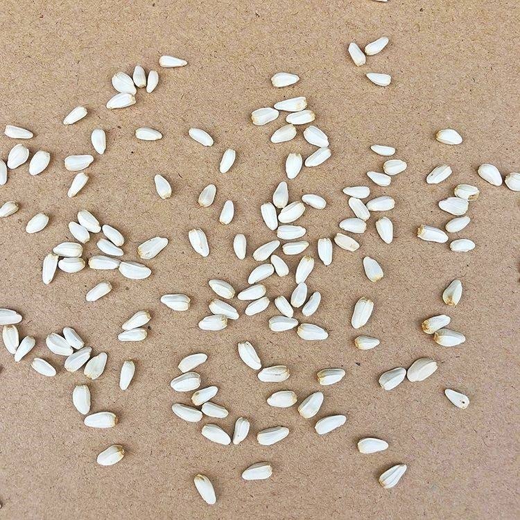 China Pet Food Supplier Bird Fodder Pigeon Food