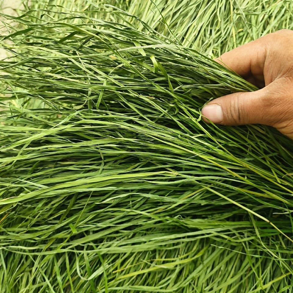 Wholesale Rabbit Food china Pet Foods Timothy Rabbit Hay
