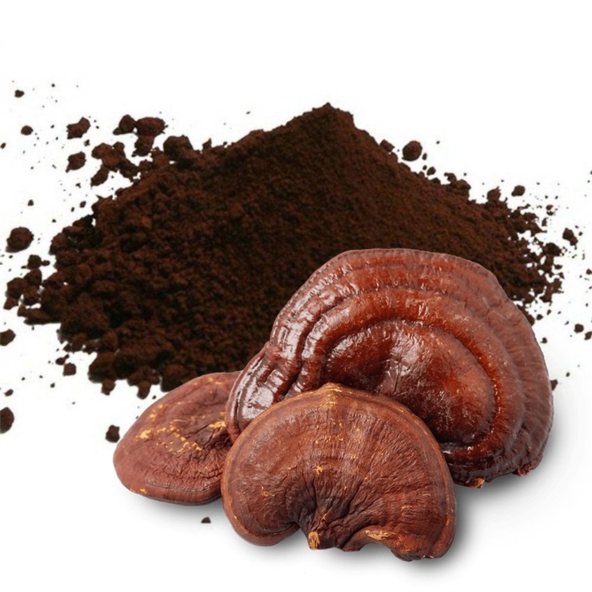 Reishi Powder Factory Supply Organic Reishi Extract Lingzhi Broken Spore Powder