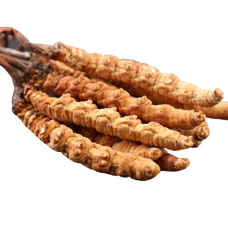 Whole Plant Cordyceps Sinensis Cordyceps Militaris Dried Chinese Fungus