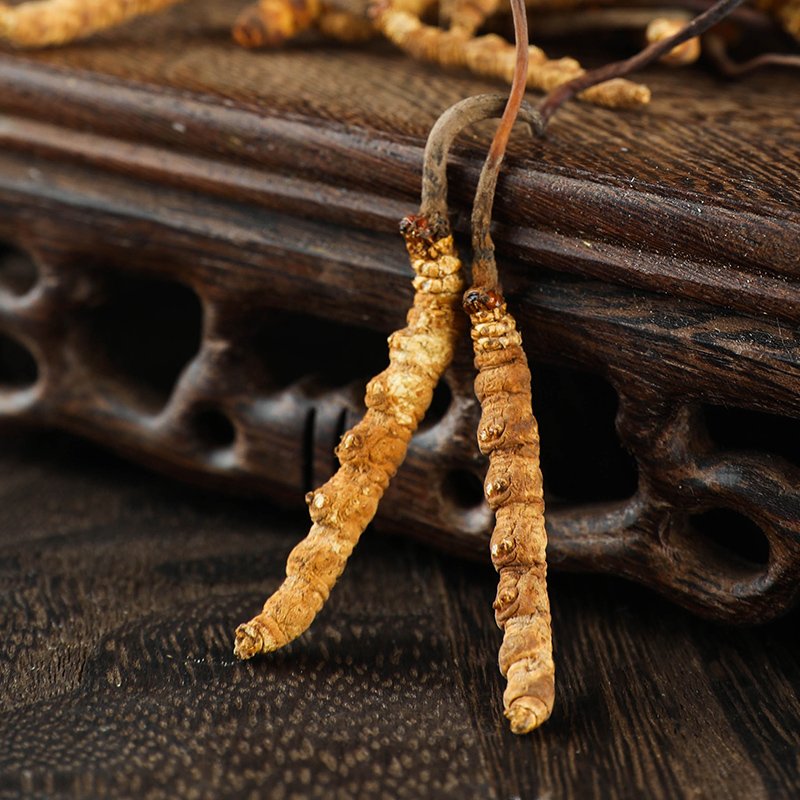 Whole Plant Cordyceps Sinensis Cordyceps Militaris Dried Chinese Fungus