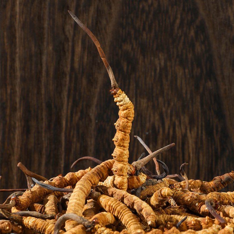 Whole Plant Cordyceps Sinensis Cordyceps Militaris Dried Chinese Fungus