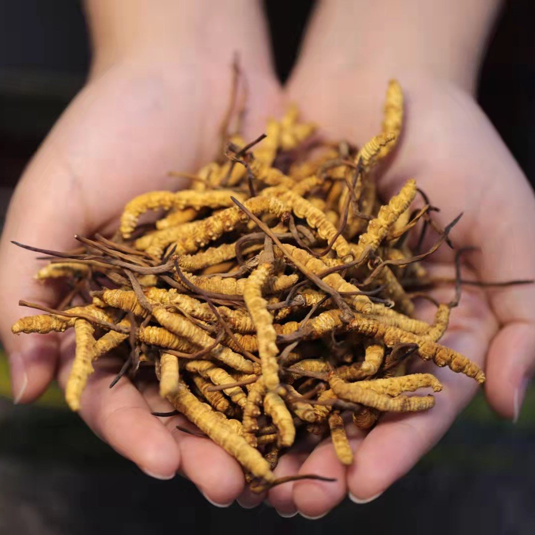 Whole Plant Cordyceps Sinensis Cordyceps Militaris Dried Chinese Fungus