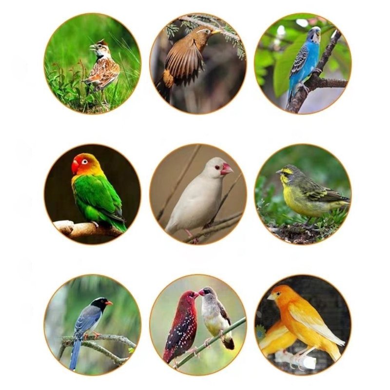 Agriculture Products poultry birds feed bird fodder