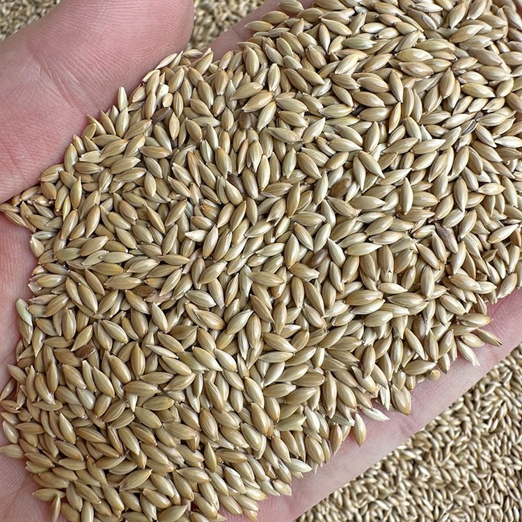 Pet Products Food Canary-seed Birds Feed Seeds Canary Bird Canary Kernel Seeds