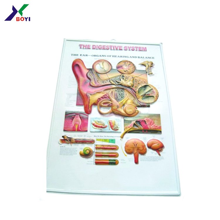 3d plastic embossed medical eye anatomical chart poster