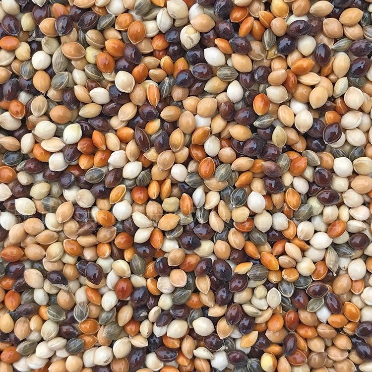 Chicken Dry Pet Food Psittacus Neonatal Baby Bird Food Parrot Bird Feed